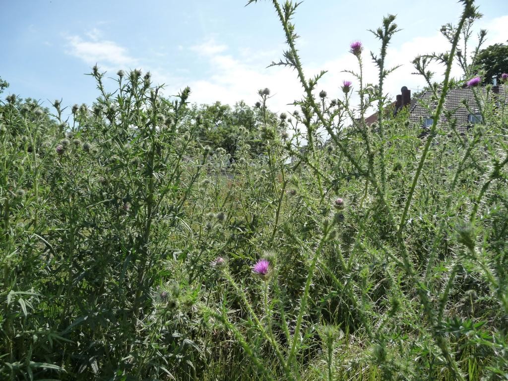 Wildes Disteldurcheinander am "Mount Gersmann"