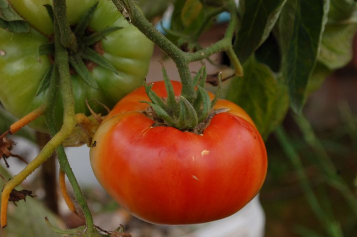Tomate: Bauert noch ein bisschen.